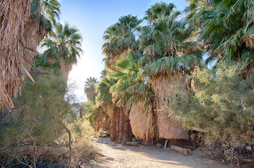 Coachella Valley Preserve - Thousand